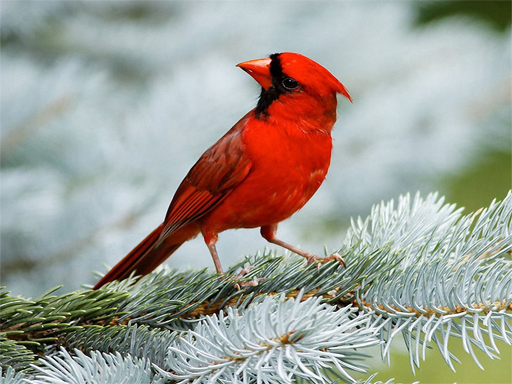 image Birds Puzzle