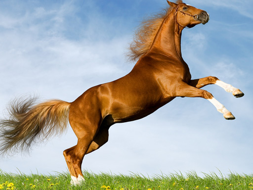 image Horse Slide