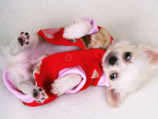 image Lovely Puppy Slide