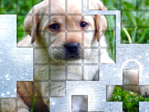 image PicPu Dog