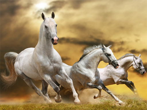 image Running Horse Slide